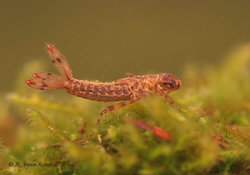 Argia bipunctulata, nymph